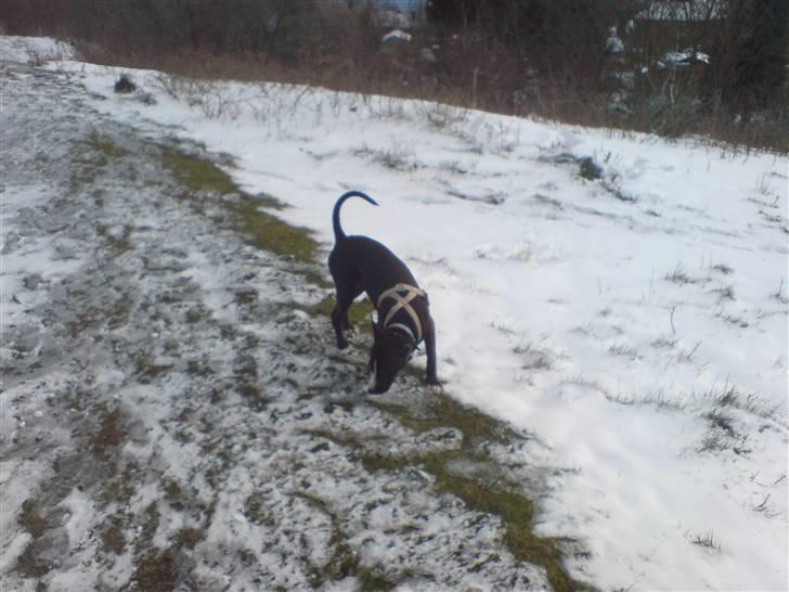 Amerikansk staffordshire terrier sisi billede 10