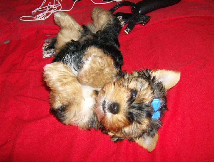Yorkshire terrier Coco billede 2