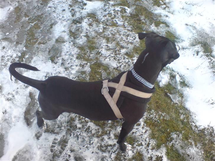 Amerikansk staffordshire terrier sisi billede 11