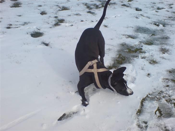 Amerikansk staffordshire terrier sisi billede 12