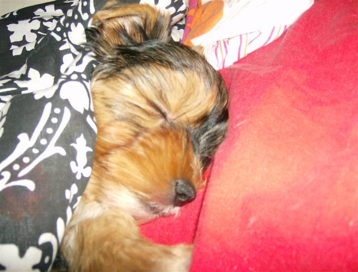 Yorkshire terrier Coco billede 3