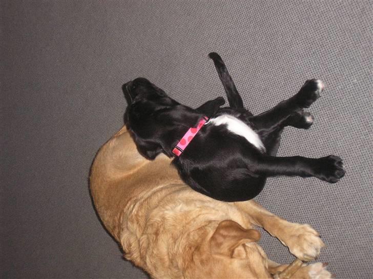 Blanding af racer joppe <33 billede 18