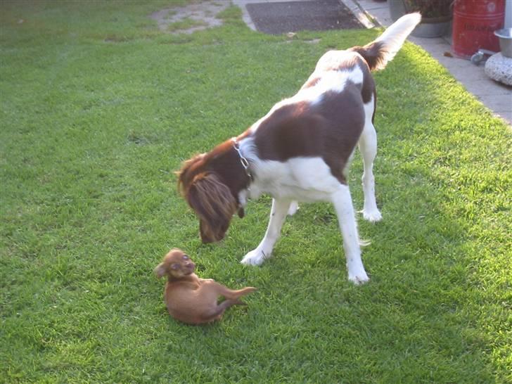 Kleiner münsterländer Hector - hvad er du for en lille en???? billede 3