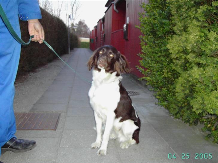 Kleiner münsterländer Hector billede 4