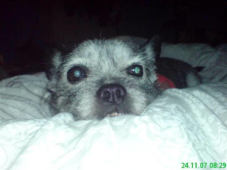 Blanding af racer Buster R.I.P. billede 12