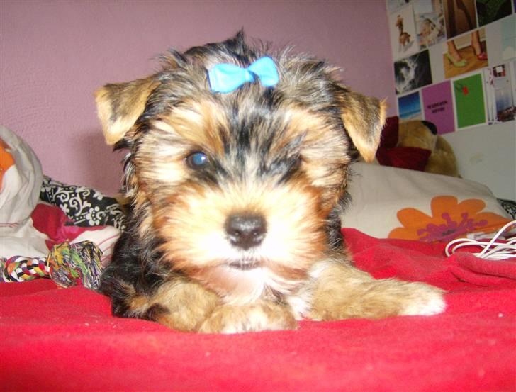 Yorkshire terrier Coco billede 5
