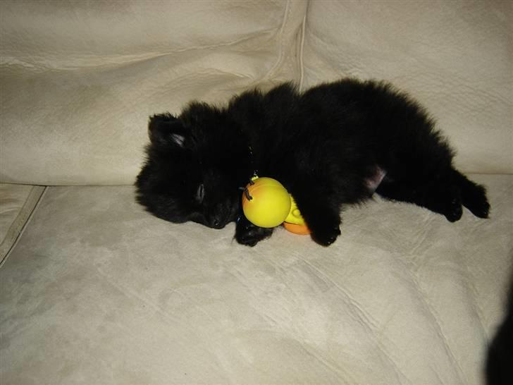 Pomeranian Victor - Lille sovende Victor med sit legetøj! :-) billede 14