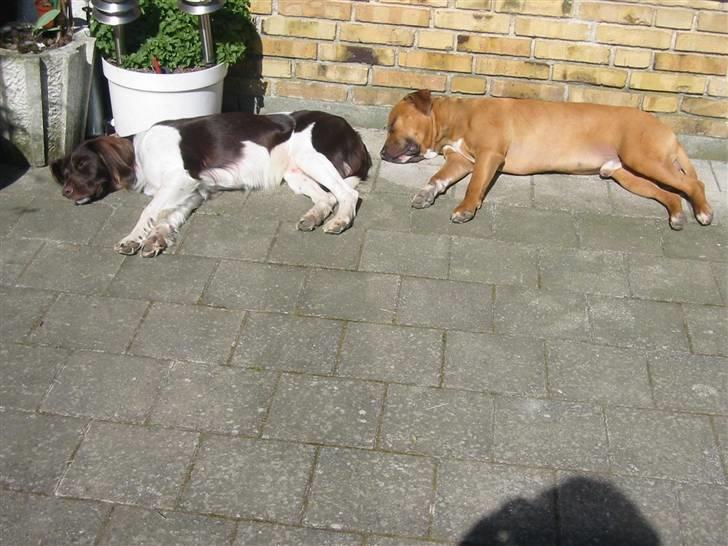 Kleiner münsterländer Hector billede 5