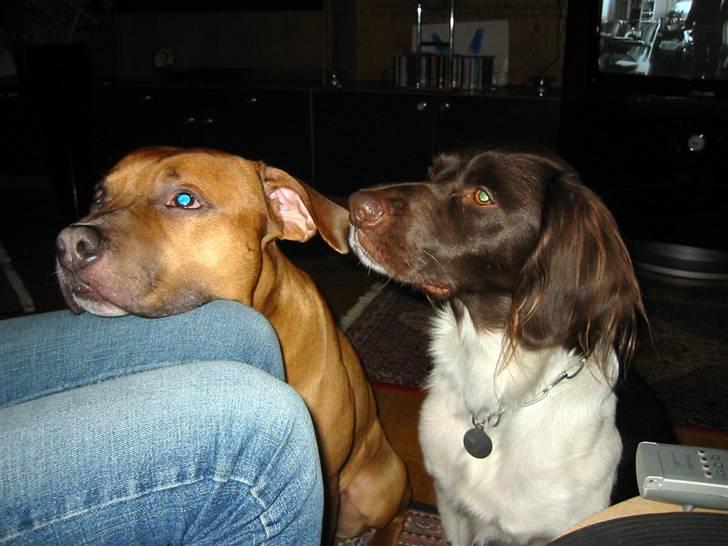 Kleiner münsterländer Hector - Min bedste ven, Tyson billede 6