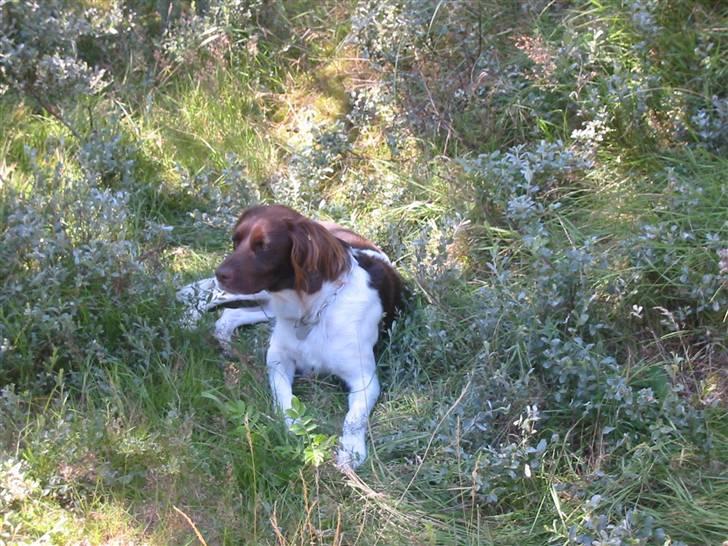 Kleiner münsterländer Hector billede 7