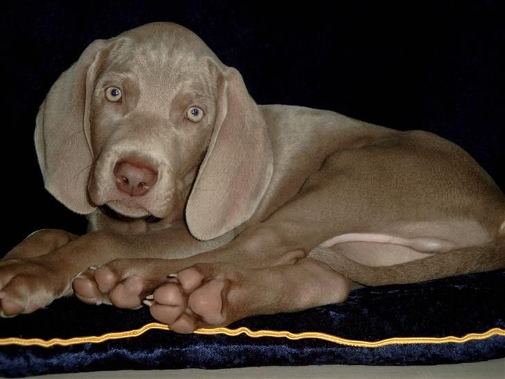 Weimaraner Kenzo † 2009 - Kenzo billede 1