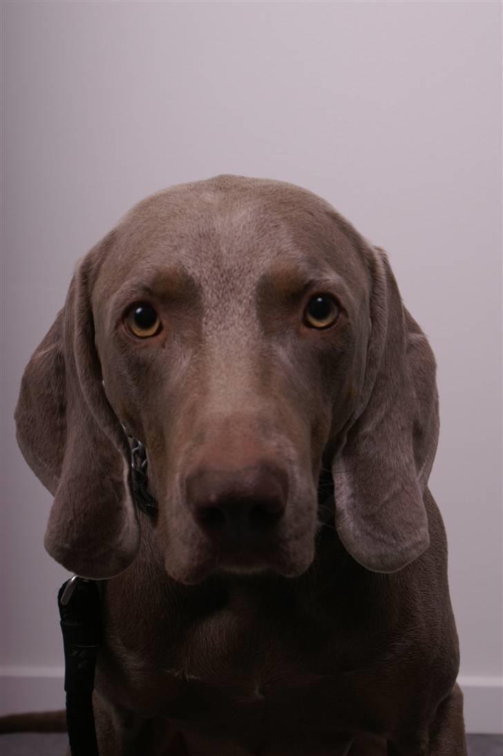 Weimaraner Kenzo † 2009 - Kenzo billede 2