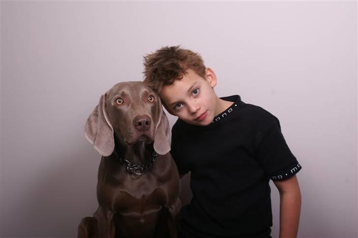 Weimaraner Kenzo † 2009 - Anders & Kenzo billede 3