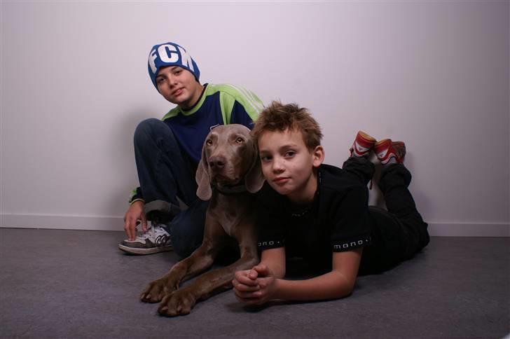 Weimaraner Kenzo † 2009 - Kenzo & ungerne billede 4