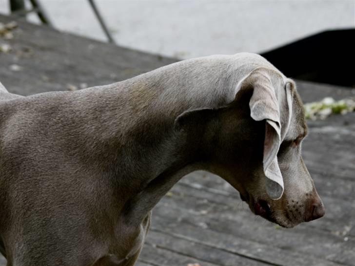 Weimaraner Kenzo † 2009 - Til træning billede 5