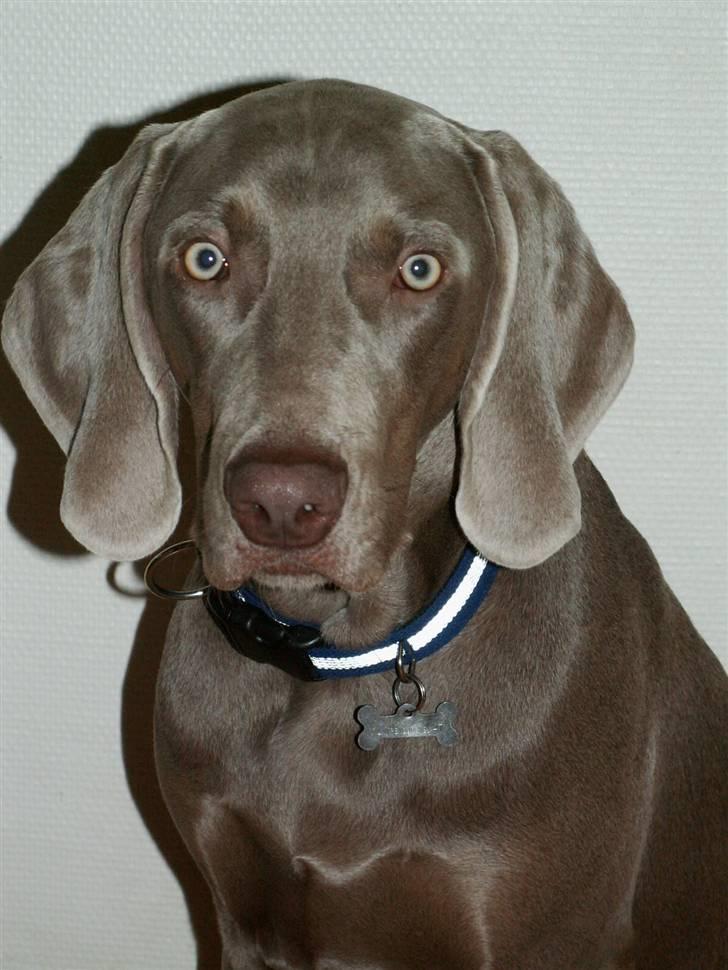 Weimaraner Kenzo † 2009 billede 6