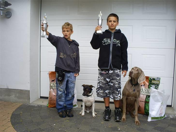 Weimaraner Kenzo † 2009 - Kåret som årets hund 2 år i træk billede 7