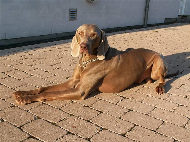 Weimaraner Kenzo † 2009 - Nyder solen billede 8