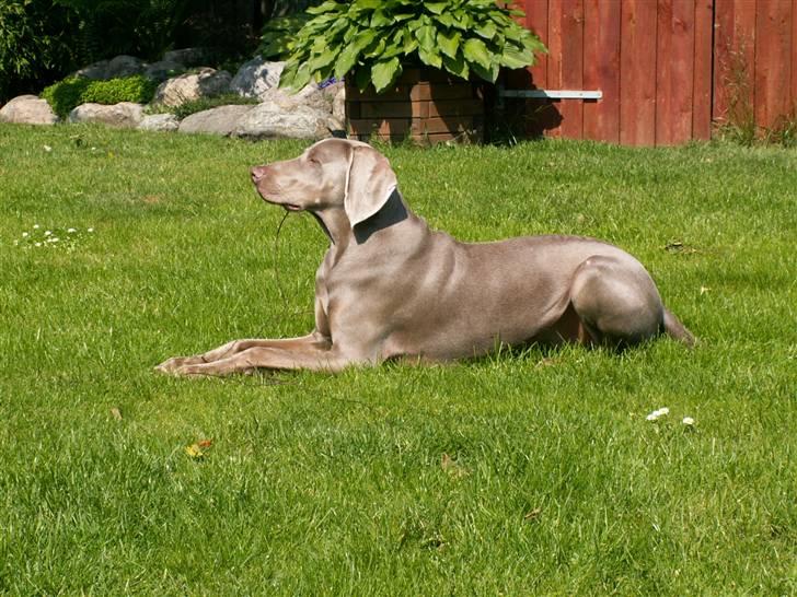 Weimaraner Kenzo † 2009 - Baby Kenzo billede 9