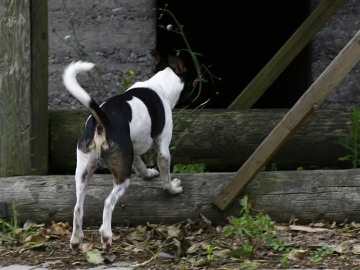 Dansk svensk gaardhund Badman - Badman på vej ind i ruinen billede 4