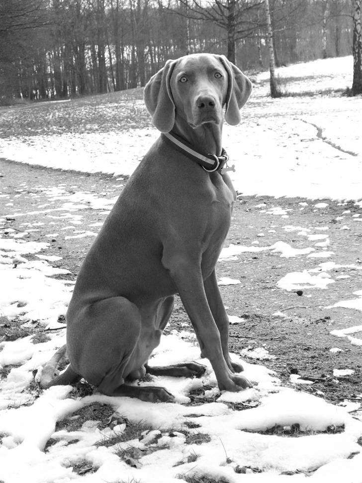 Weimaraner Kenzo † 2009 billede 10