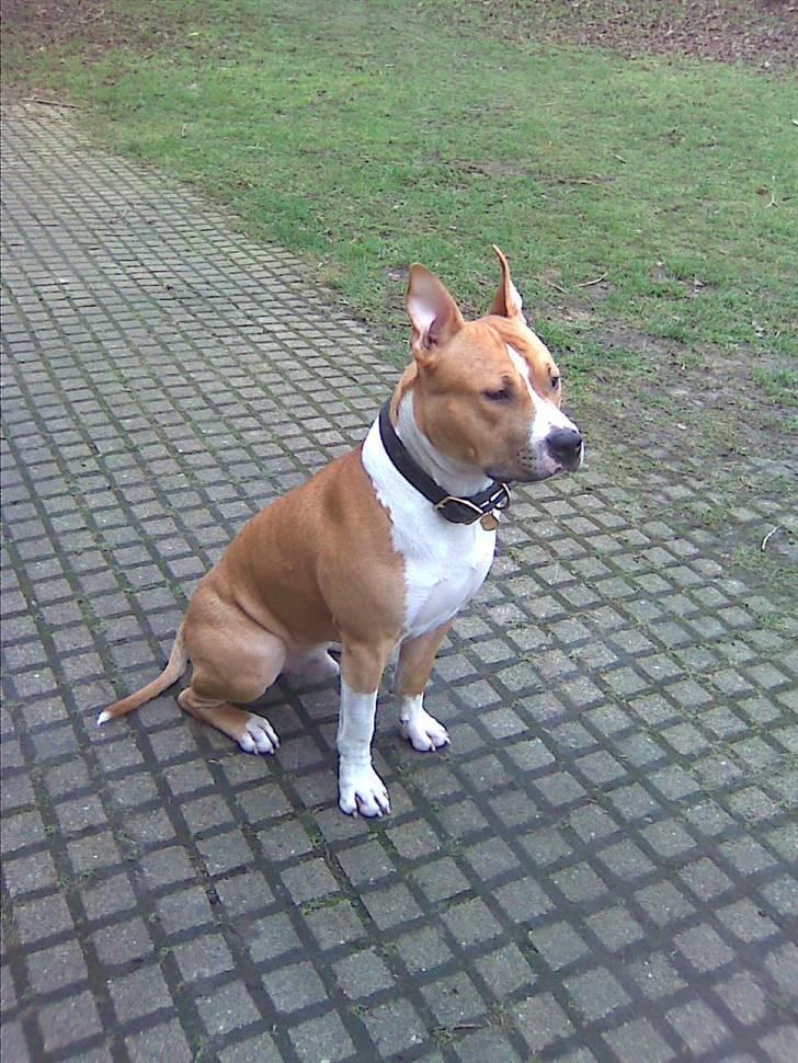 Amerikansk staffordshire terrier Oscar - Sidder og venter på min fætter Ramses billede 16