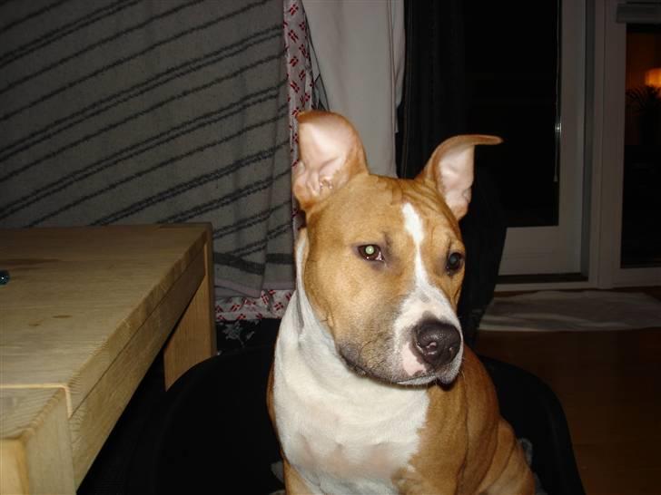 Amerikansk staffordshire terrier Oscar billede 17