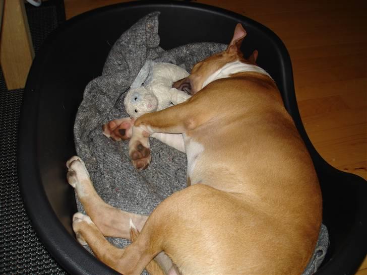 Amerikansk staffordshire terrier Oscar - Selv kæledyr, kan ha´ kæledyr ;-) billede 18