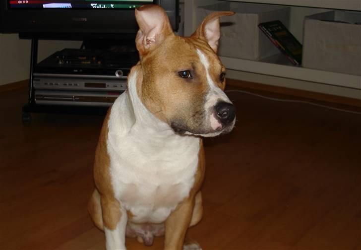 Amerikansk staffordshire terrier Oscar billede 19