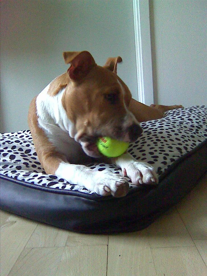 Amerikansk staffordshire terrier Oscar billede 20