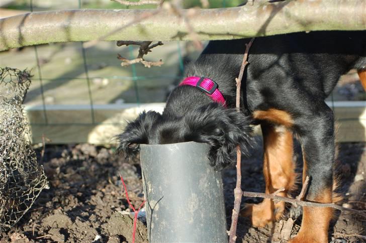 Gordon setter Wøkk´s A.Lajka - Hallo...? nogen hjemme..??? billede 8