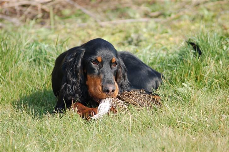 Gordon setter Wøkk´s A.Lajka - Godt med en fasanvinge... billede 9