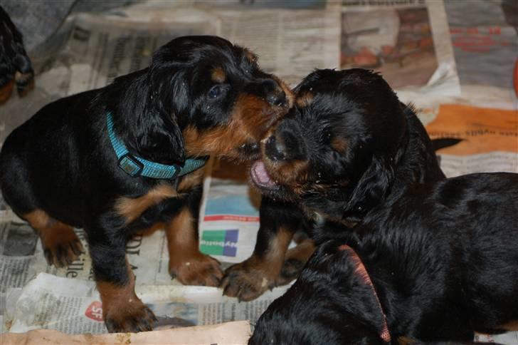 Gordon setter Wøkk´s A.Lajka billede 10