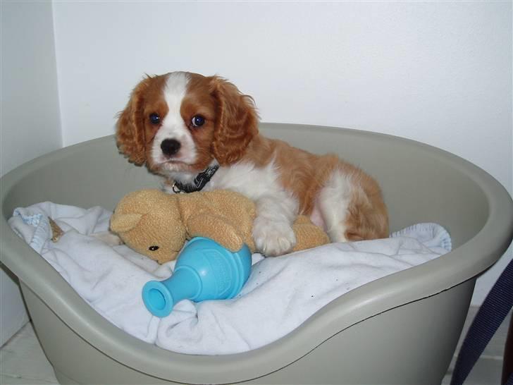Cavalier king charles spaniel Saxo billede 10