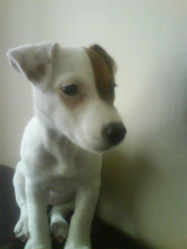 Jack russell terrier Thess - haløsa billede 7