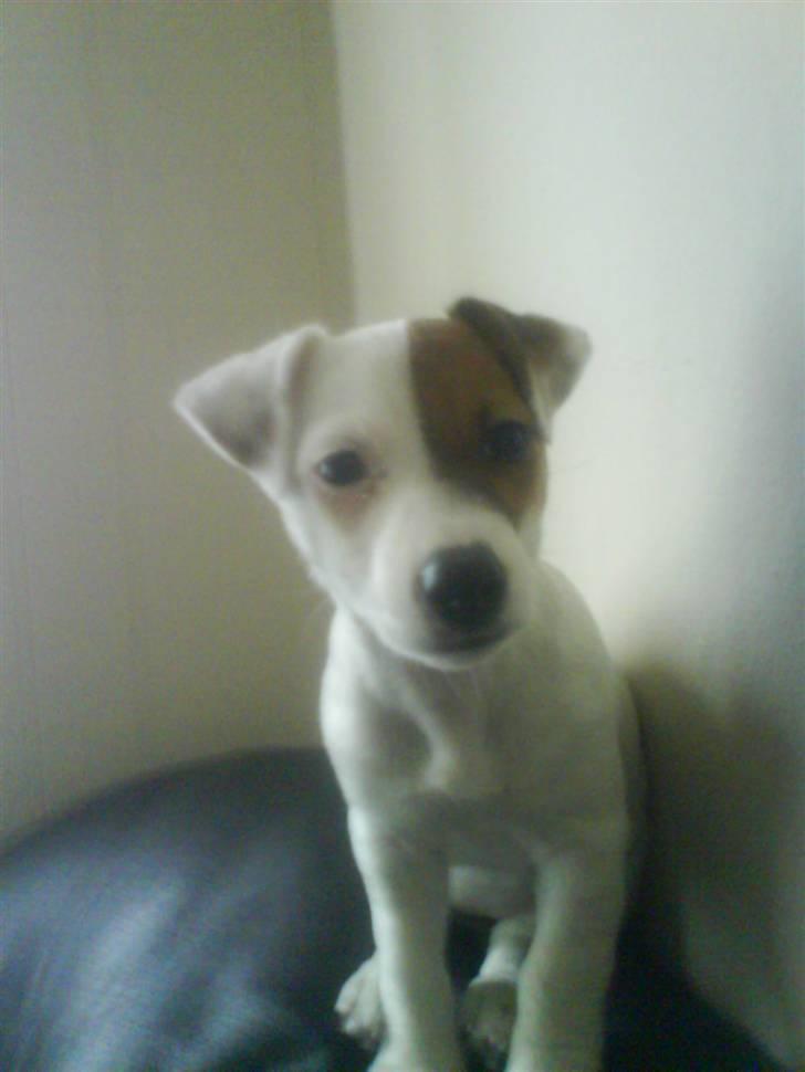 Jack russell terrier Thess - er det mig du kikker påsov sov sov billede 8