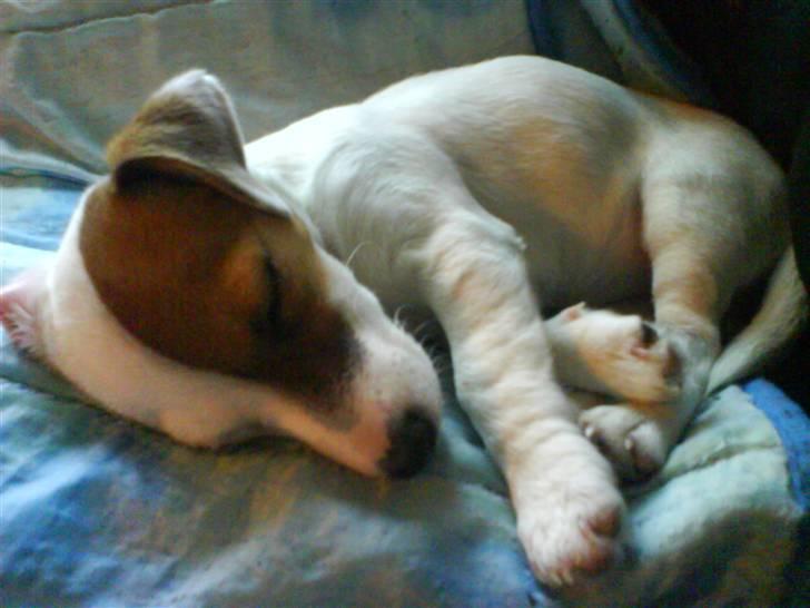 Jack russell terrier Thess - sov sov sov billede 9