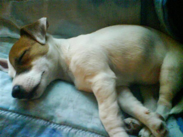 Jack russell terrier Thess - igen sov sov sov   zzzz billede 10