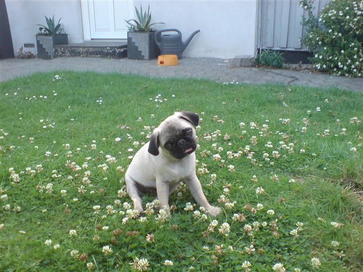 Mops Emil - ude i sommers billede 1