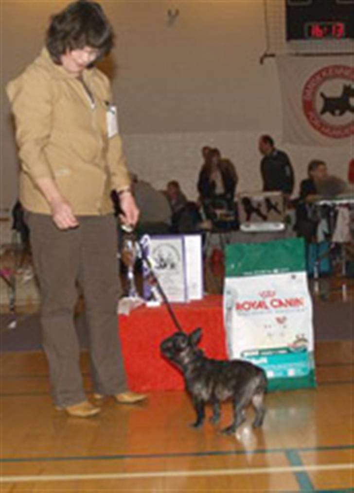 Fransk bulldog Plaire´s Elaine - Bedste baby juleskuet i Thisted den 24/11-07 billede 7