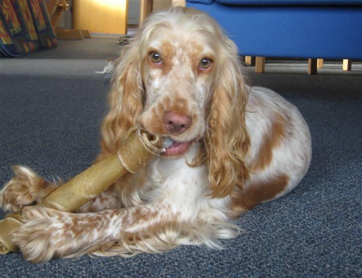 Cocker spaniel Freja r.i.p 20.1.19 - Jeg hedder Freja :o) > Freja i sommerhus i Vejlby Klit i Juli måned  billede 1