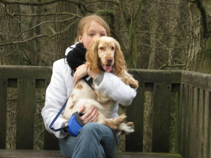 Cocker spaniel Freja r.i.p 20.1.19 - Stor kærlighed mellem min Datter og Freja :o) billede 3