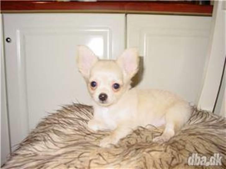 Chihuahua Kaiser <3 - Det var det billede det var i annocen af ham og derfor jeg fald for han den dejlige lille prinss <33 . billede 1