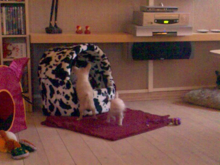 Chihuahua Kaiser <3 - billedet taget derude hvor vi købte ham <3. billede 2