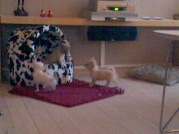 Chihuahua Kaiser <3 - billedet taget derude hvor vi købte ham <3. billede 3