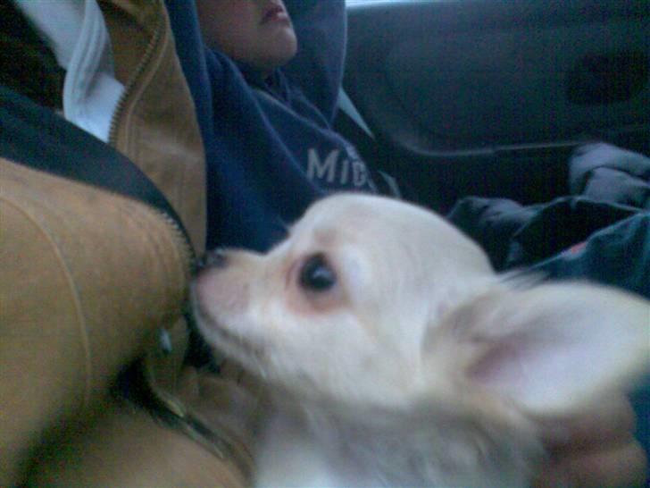 Chihuahua Kaiser <3 - Turen på vej hvem fra brovst <3.  billede 4