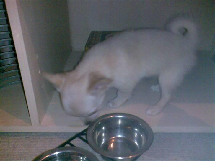 Chihuahua Kaiser <3 billede 5