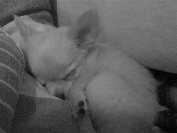 Chihuahua Kaiser <3 - Den føste nat .. han er bare kær OS når han sover <3 :p billede 6