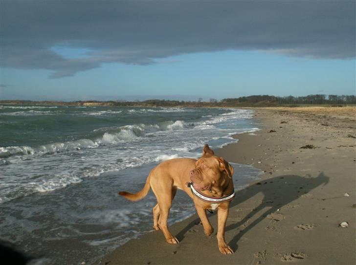 Dogue de bordeaux Betty (sveske) R.I.P.  billede 20