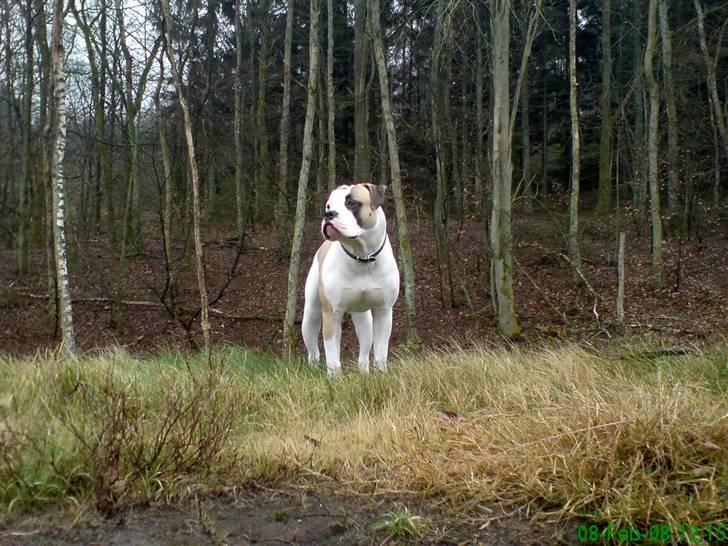 Amerikansk bulldog Ice Cube - sikke en udsigt... billede 1